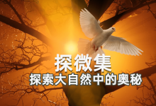 听《探微集:12月全集》分享大自然中的奥秘-启示网